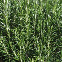 Online BOTANIC® Romarin Bio. Le pot de 9x9 cm