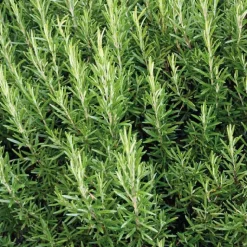 Outlet BOTANIC® Romarin Officinal Bio. Le pot de 2,5 litres