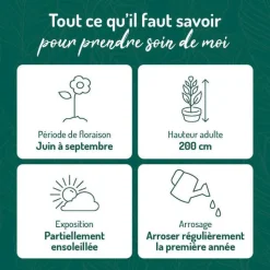 Discount BOTANIC® Rose Trémière Saumon - Le pot de 9 x 9 cm