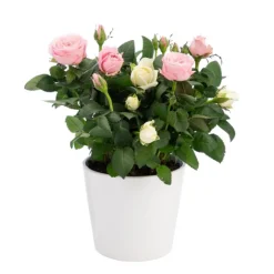 Online Rosier duo bicolore avec cache-pot. Le pot Ø 14 cm