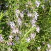 Outlet Rosmarinus Officinalis Repens (romarin rampant) en pot de 3 L bleu