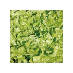 Best BOTANIC® Salade A Couper Feuille De Chene Verte Kisheri Bio. La barquette de 12 plants