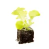 Discount BOTANIC® Salade A Couper Feuille De Chene Verte Kisheri Bio. La motte de 4x4 cm