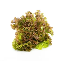 Clearance Salade batavia rouge bio de France - prix à la pièce