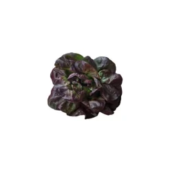 Hot Salade laitue rouge bio de France - Prix à la pièce