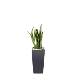 Clearance Sansevieria laurentii et son pot Cubico color Ø 30 gris