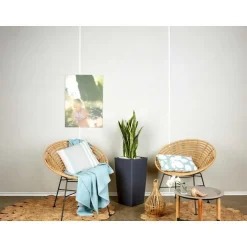 Clearance Sansevieria laurentii et son pot Cubico color Ø 30 gris