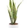 Outlet BOTANIC® Sansevieria Laurentii vert en pot blanc émaillé . Le pot Ø 18 cm