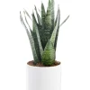 Best BOTANIC® Sansevieria Zeylanica vert en pot blanc émaillé . Le pot Ø 24 cm