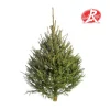 Best Sapin de Noël naturel coupé Label Rouge Picea Excelsa