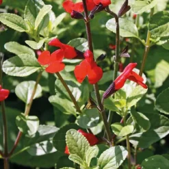 Outlet BOTANIC® Sauge Arbustive - Le pot de 9 x 9 cm