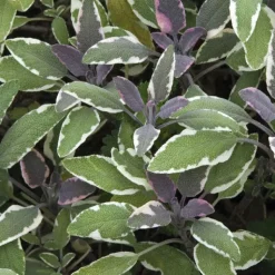 BOTANIC® Sauge Officinale Pourpre Bio. Le pot de 2,5 litres