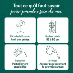 New BOTANIC® Sauge Superba bleue - Le pot de 9 x 9 cm