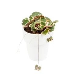 BOTANIC® Saxifraga Stolonifera Tricolor - Ø 15 cm