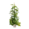 Hot Schefflera Arboricola Gold Capella ou Arbre parapluie pot Ø17 cm/ H80 cm (T mousse)