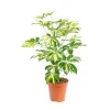 Online Schefflera Arboricola Trinette pot Ø13xH60 cm