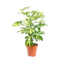 Online Schefflera Arboricola Trinette pot Ø13xH60 cm