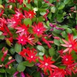 Sale Schlumbergera avec cache-pot