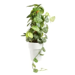 BOTANIC® Scindapsus Trébie avec tuteur mousse pot Ø21xH90 cm
