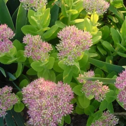 Best Sédum dit Orpin - Le pot de 3 litres