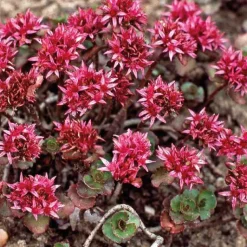 Outlet Sedum - La coupe terre cuite de 25 cm
