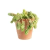 Outlet BOTANIC® Sedum burrito en pot terre cuite H 40 x Ø 15 cm
