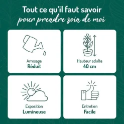 Outlet BOTANIC® Sedum burrito en pot terre cuite H 40 x Ø 15 cm