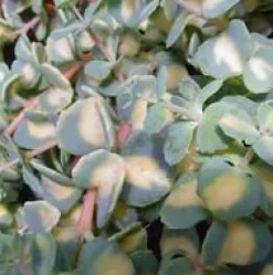 Sedum Mexicanum - Le pot de 1 litre