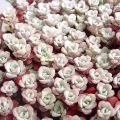 Sedum Sapthulifolium 'Purpureum' - Le pot de 1 litre