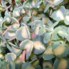 Best Sedum Sieboldii - Le pot de 9 cm