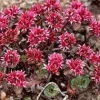 Best Sedum Spurium - Le pot de 10,5 cm