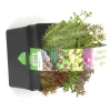 Outlet Sedum Toiture Vegetalisee - La barquette de 6 plants