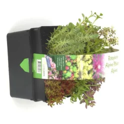 Outlet Sedum Toiture Vegetalisee - La barquette de 6 plants
