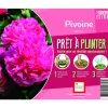 Outlet ERNEST TURC Souche de Pivoine rose extra en bourriche
