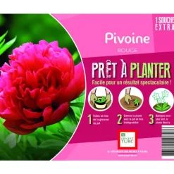 Online ERNEST TURC Souche de Pivoine rouge extra en bourriche