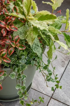 Clearance EDA Soucoupe vert kaki pour pot Poetic Joy 40 - Ø 30 x H 3,8 cm