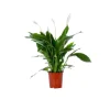Clearance Spathiphyllum Bingo pot Ø17 cm/ H65 cm