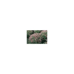 Sale Spiraera Japonica Little Princess - Pot de 5L
