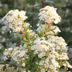 Best BOTANIC® Spirée à feuille de myrte blanc - Pot de 3L