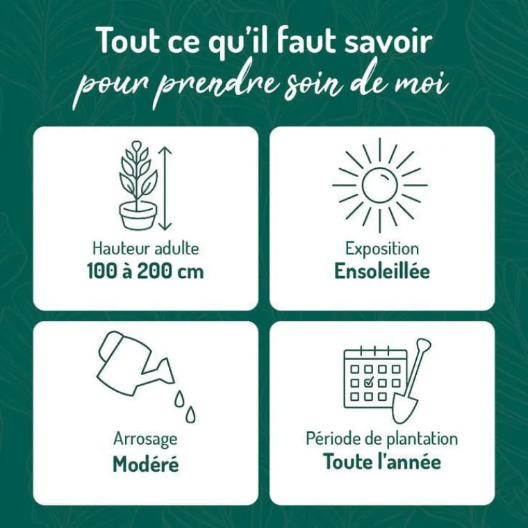 Best BOTANIC® Spirée à feuille de myrte blanc - Pot de 3L