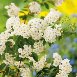 New BOTANIC® Spirée de Van Houtte blanche. Le pot de 3 litres
