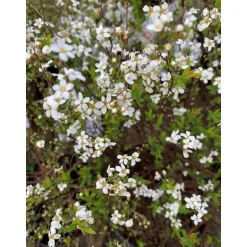 New Spirée Thunbergii blanc. Le pot de 4 litres