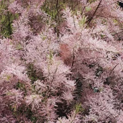 Best BOTANIC® Tamaris de printemps rose. Le pot de 3 litres