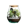 Online BOTANIC® Terrarium autonome Darasa - Taille M Ø 19 cm H 23 cm