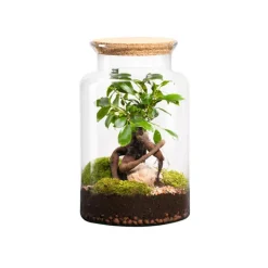 Hot BOTANIC® Terrarium autonome Jungle Classic Ginseng - Taille M Ø 24 cm H 30 cm