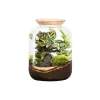 Outlet BOTANIC® Terrarium autonome Bonbonne Classic Mix - Taille S Ø 23 cm H 51 cm