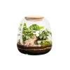 Outlet BOTANIC® Terrarium autonome Moly Mix - Taille M Ø 19 cm H 20 cm