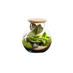 Online BOTANIC® Terrarium autonome Havana Cala - Taille XS Ø 15 cm H 17 cm