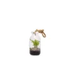 New Terrarium Bottle S en verre à poser ou suspendre Ø 10 x H 18 cm