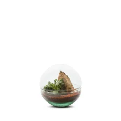 Best BULLE DE NATURE Terrarium Mini Monde en verre transparent Naturalys taille S - Ø 12 x 12 cm